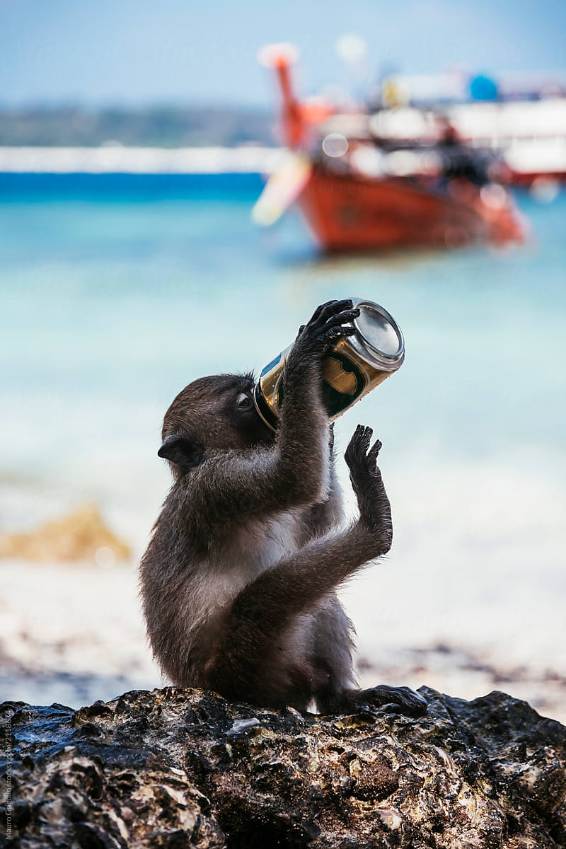 A monkey drinking a beer on the beach.
