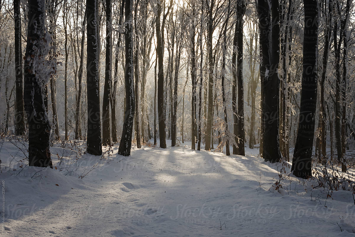 Sunrise in winter woods