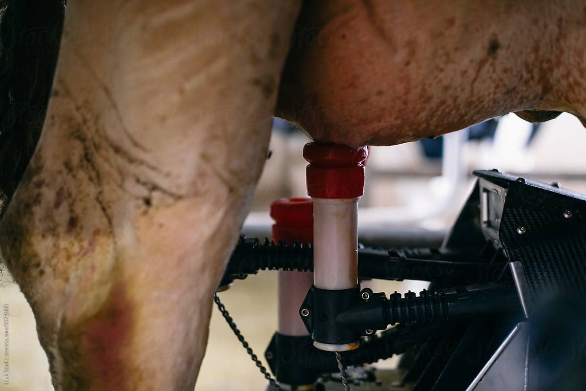 Automatic milking machine on farm