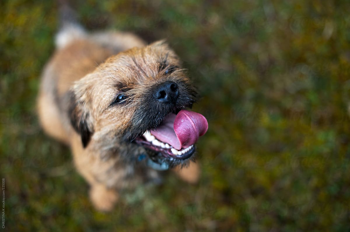 Happy dog with it\'s tongue out