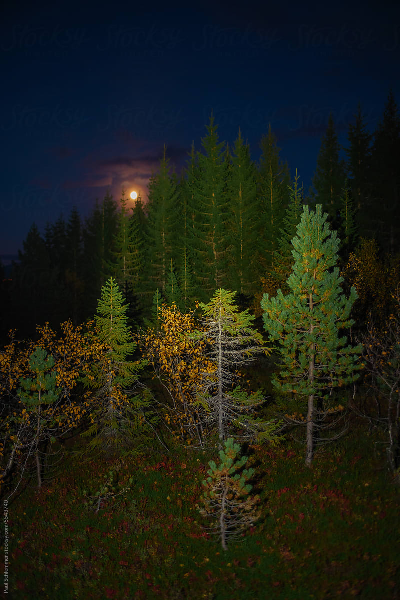 Moody image of a autumn landscape at full moon with direct light