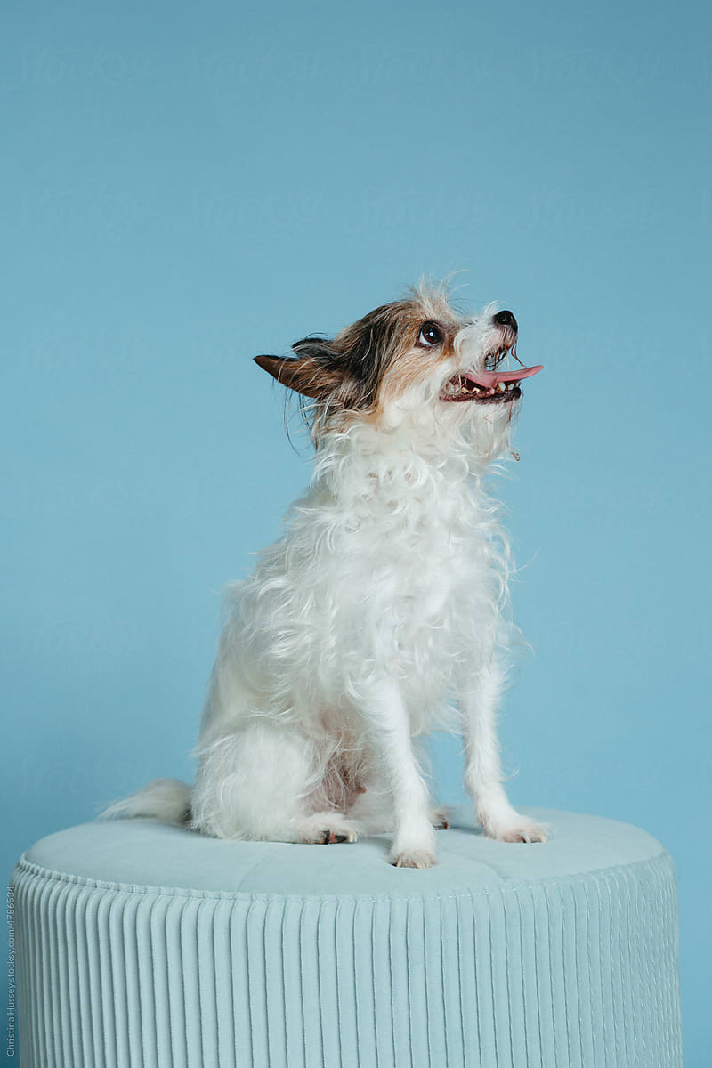 Small Breed White Dog on Blue Backdrop and Blue Stool