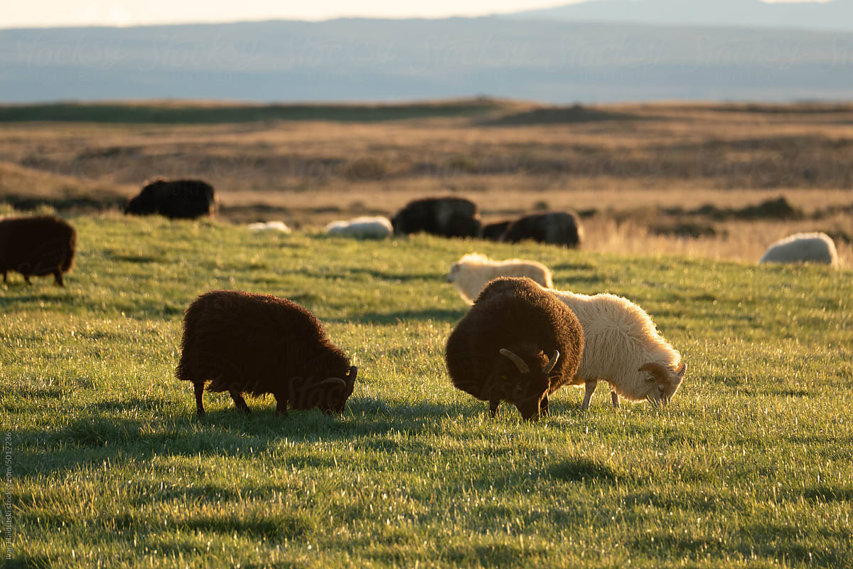 Herd of sheep grazing in the mountain field