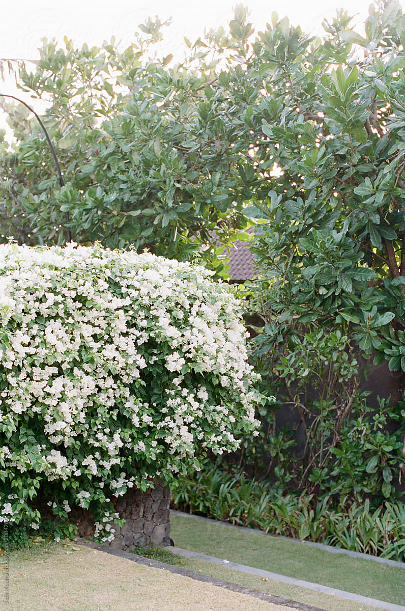 A white blooming Bougainvillea Hedge in a lush, tropical garden