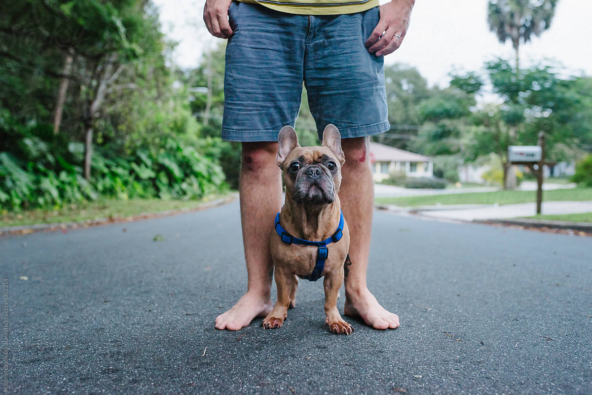 French bulldog and owner