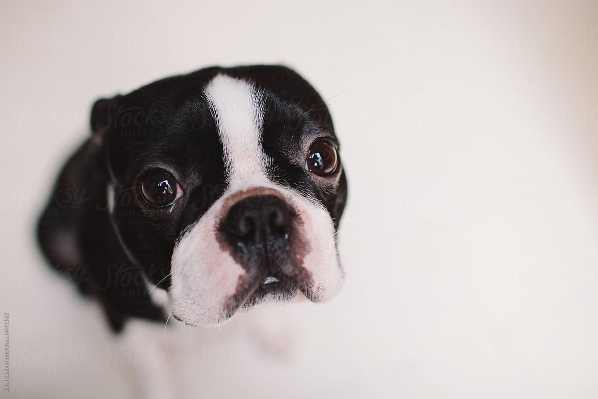 Close up of a Boston terrier\'s face looking into the camera on a white background.