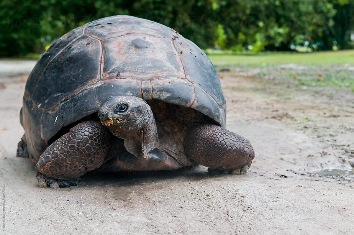Giant Tortoise in Seychelles