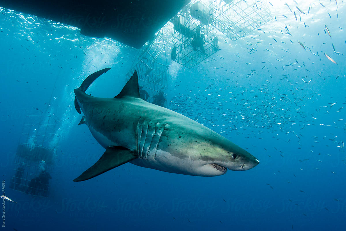 Great White Shark Swimming Among Cages