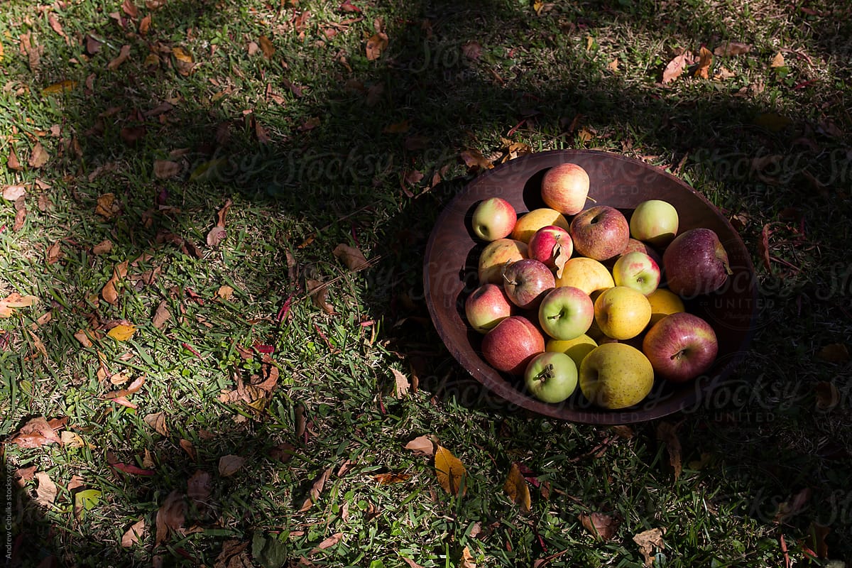 Fall Apples in bowl - digital file