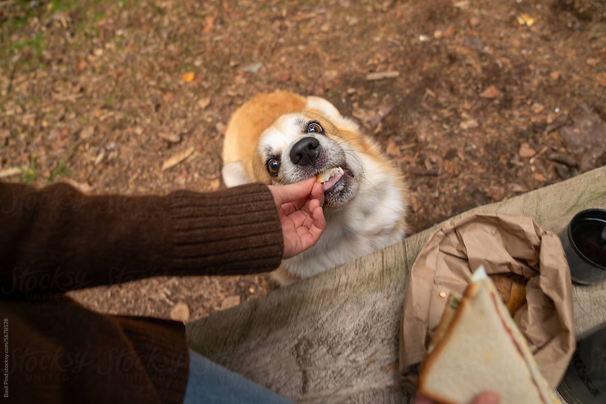 anonymous woman hand feeds dog in the park