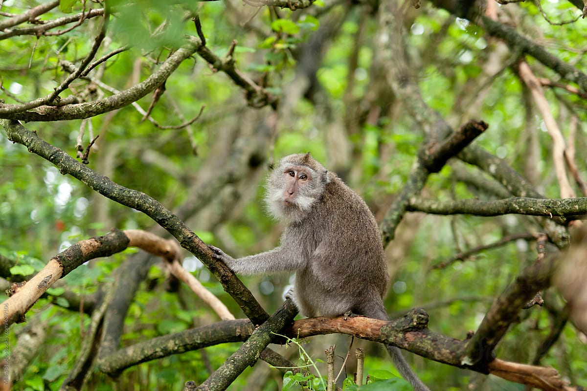 Monkey at Ubud Monkey Forest