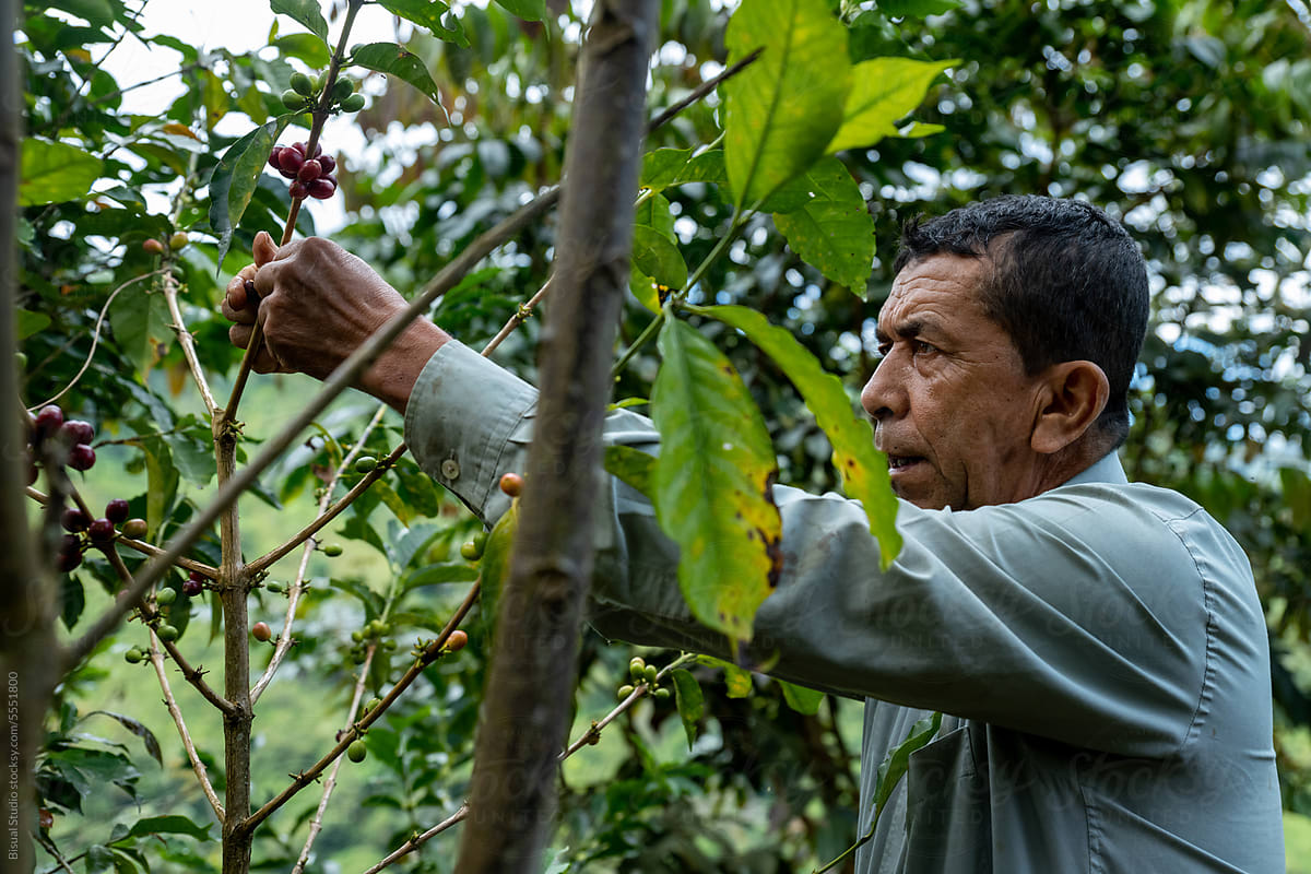 A Male Farmer Harvesting Organic Coffee