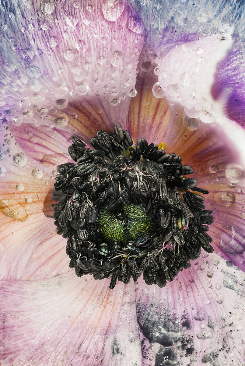 Water droplets and melting black pollen inside Anemone flower all around stamen, filaments and pistils.