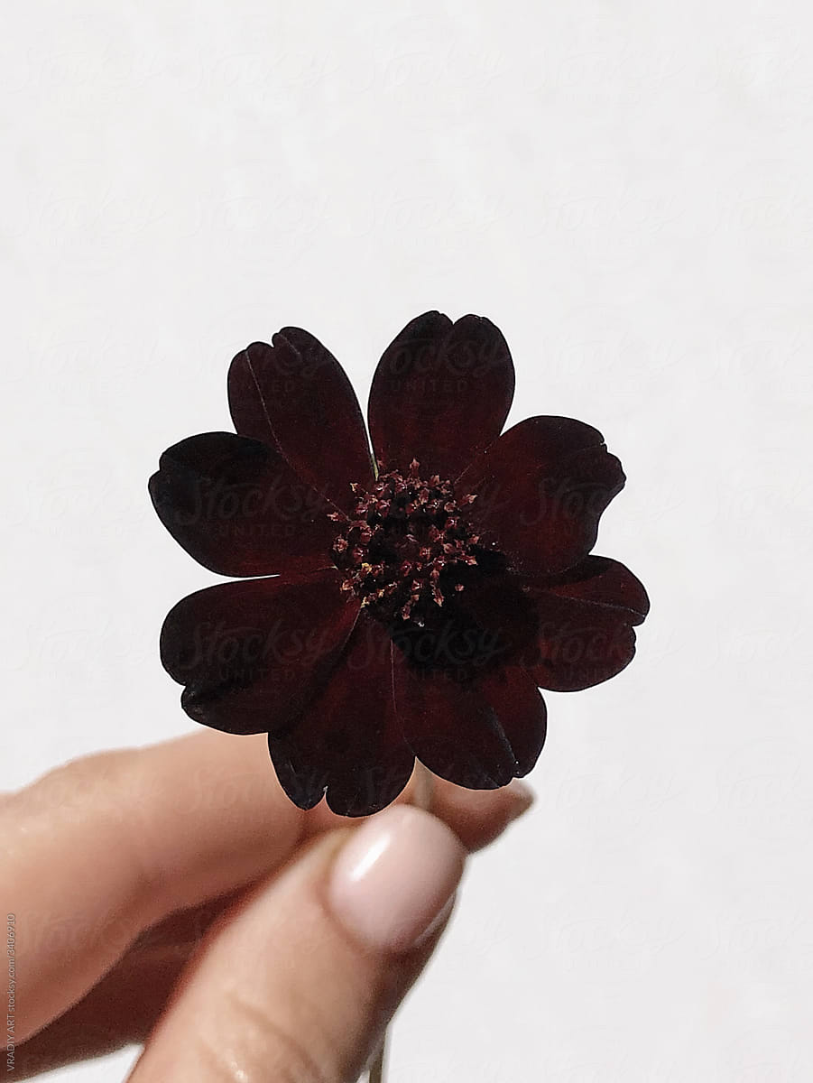 Little dark red flower
