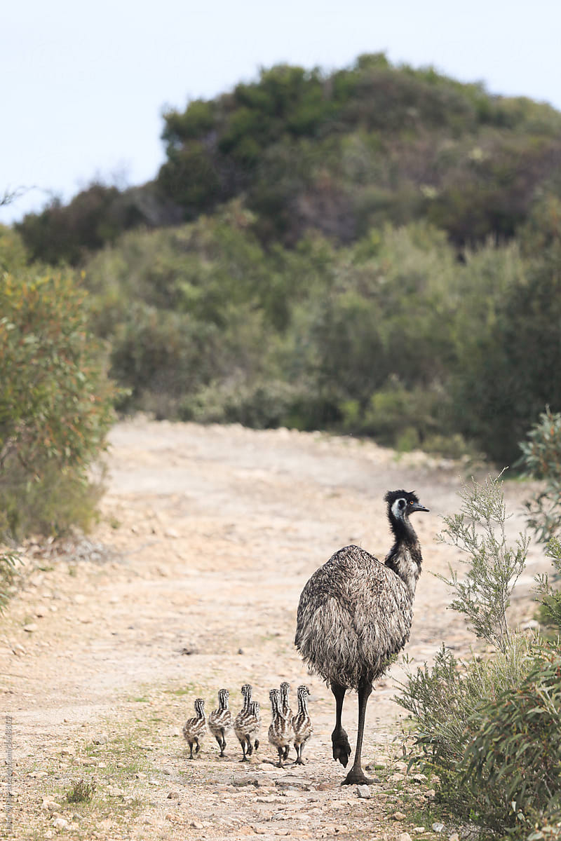 A father emu with seven chicks. Eyre Peninsula. South Australia.