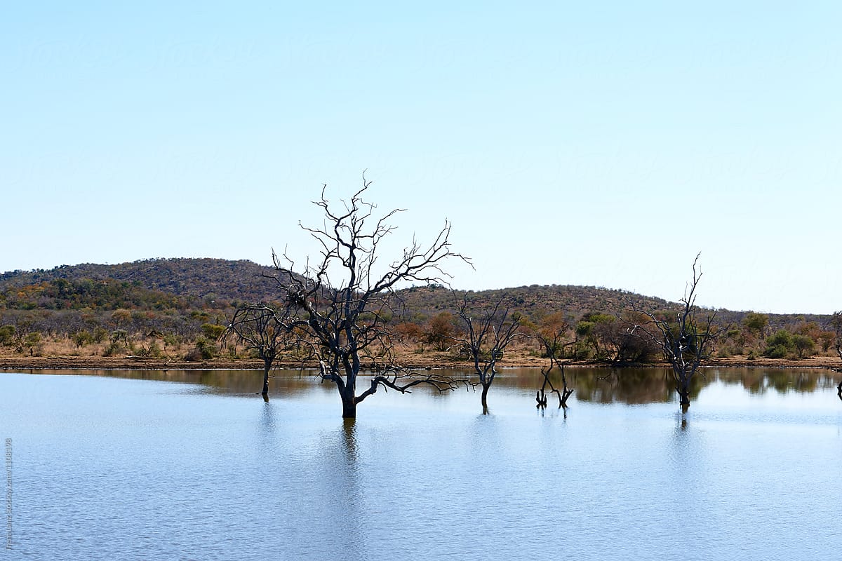 Black leafless trees in water