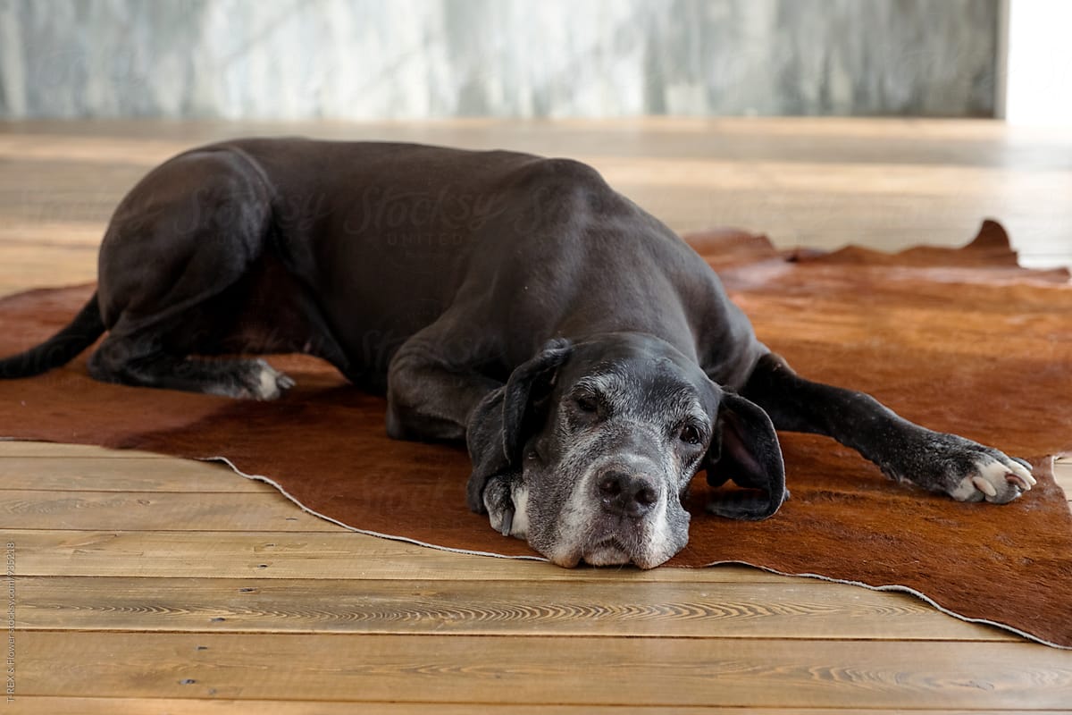 Dane dog lying on floor at home