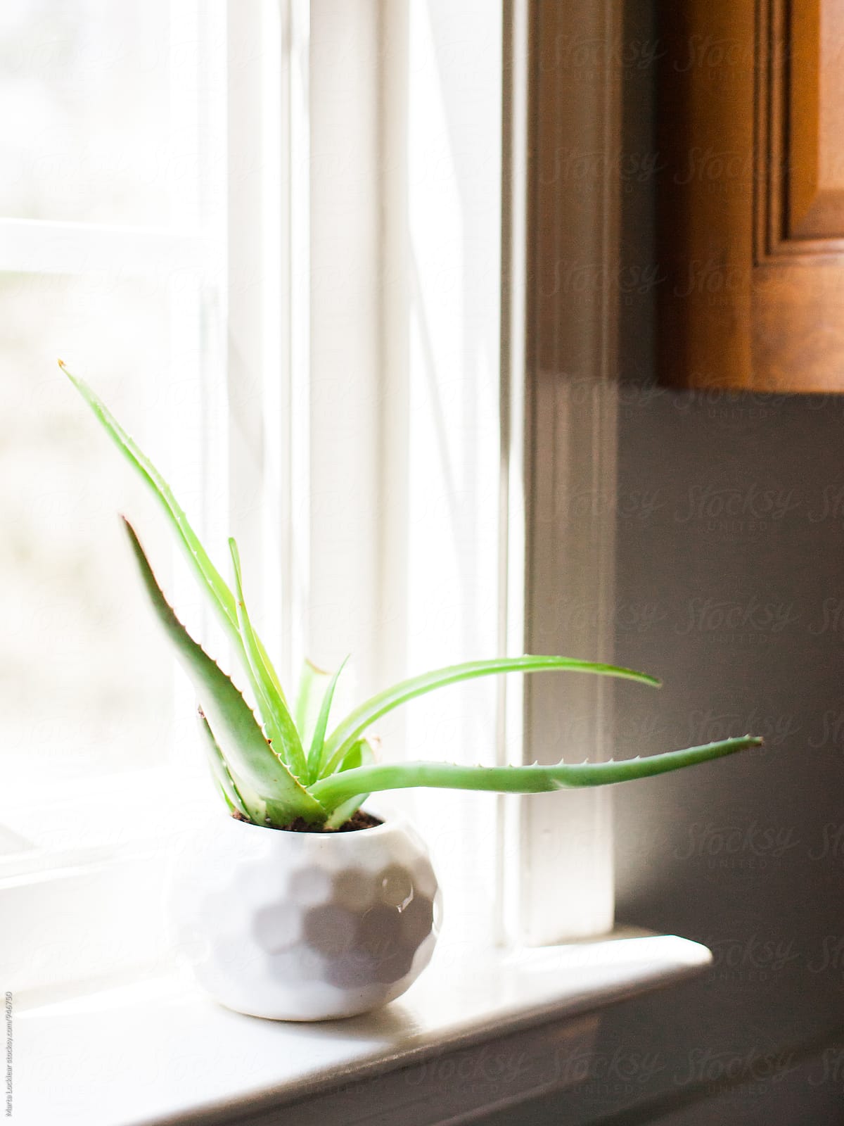 Aloe plant in window sill