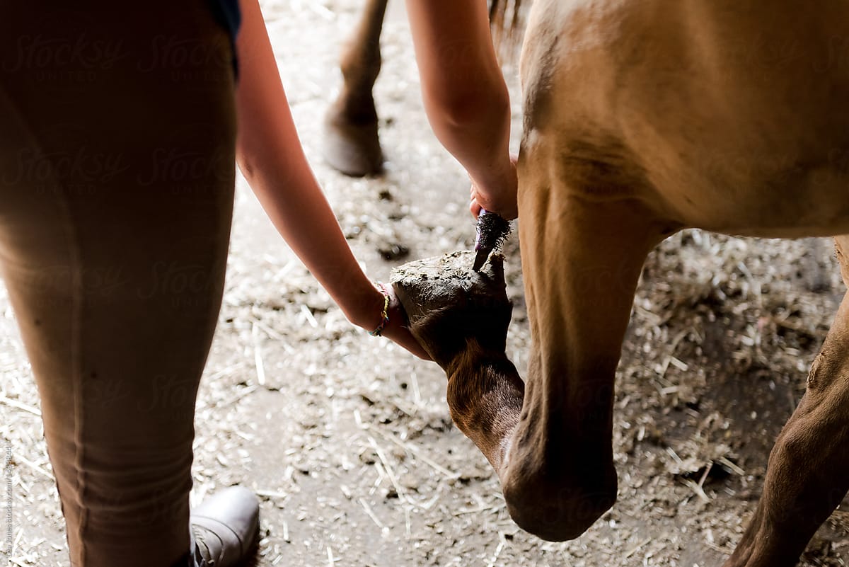 teen girl at a horse farm, cleaning out hoof of horse