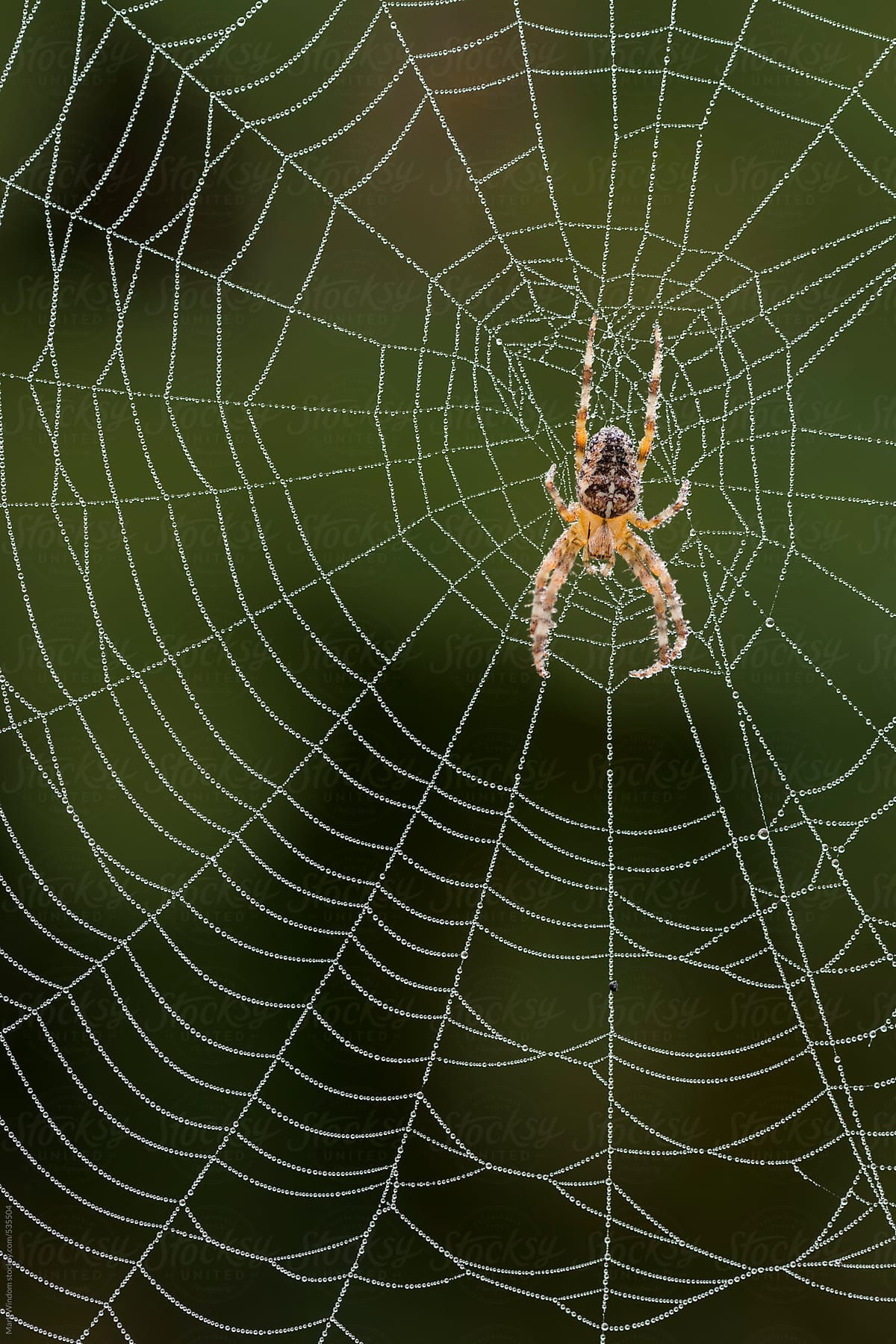 Spider and web covered with dew, closeup