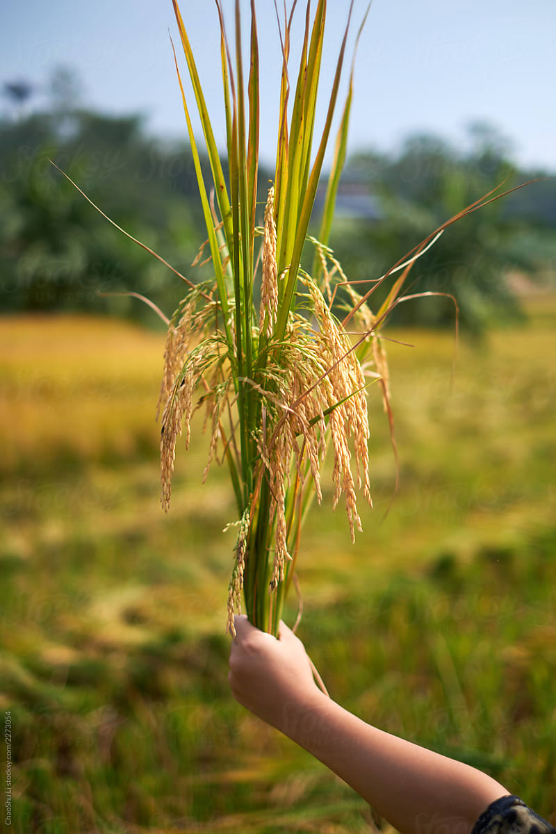 Closeup ripe ear of rice, hand holding. Ripe rice field background
