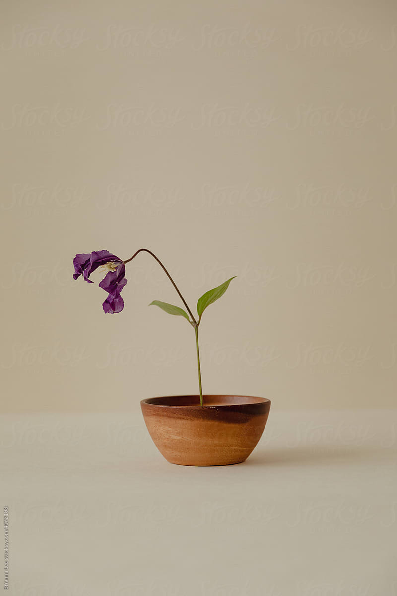 Still Life Purple Flower