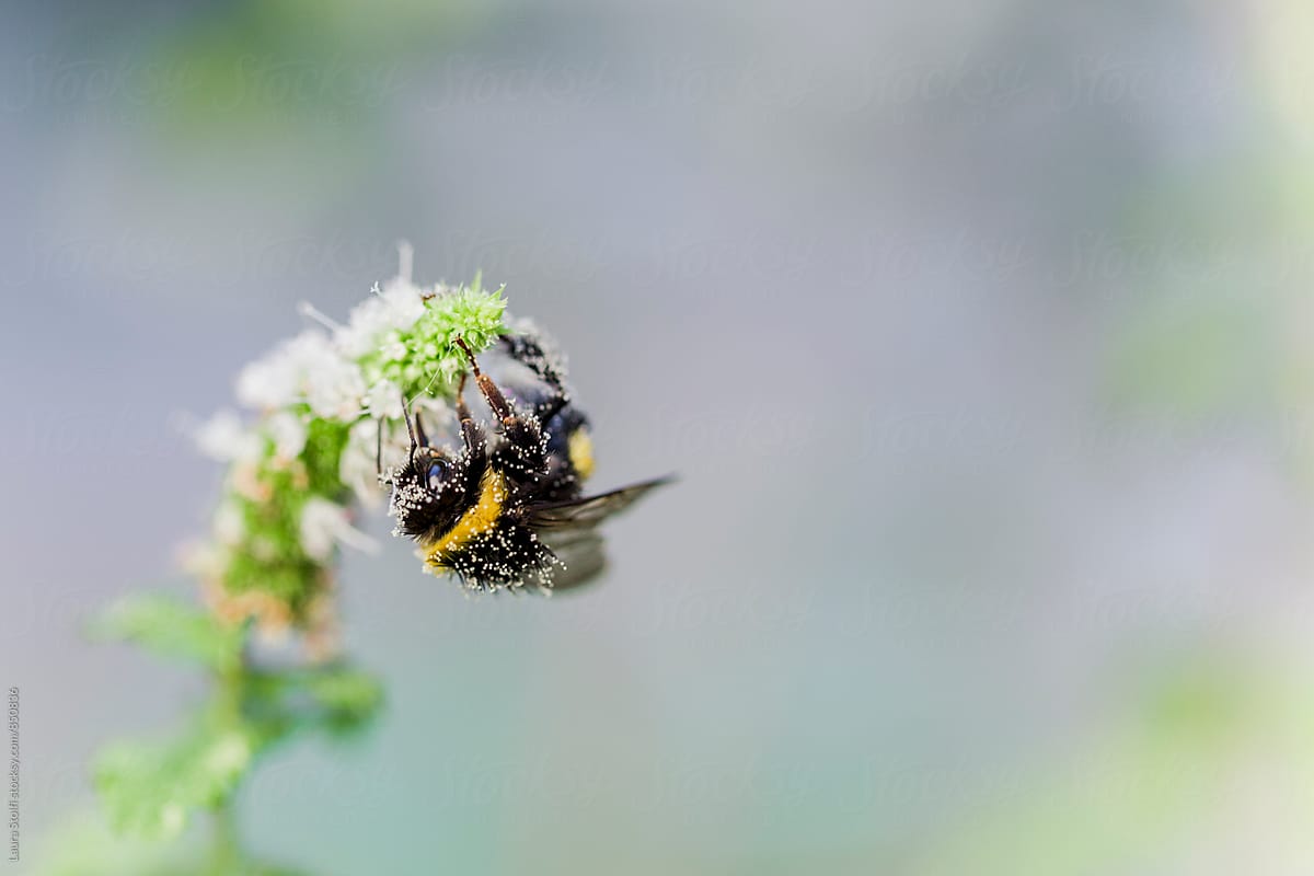 Macro catch of covered in pollen bumblebee with  lot of empty space