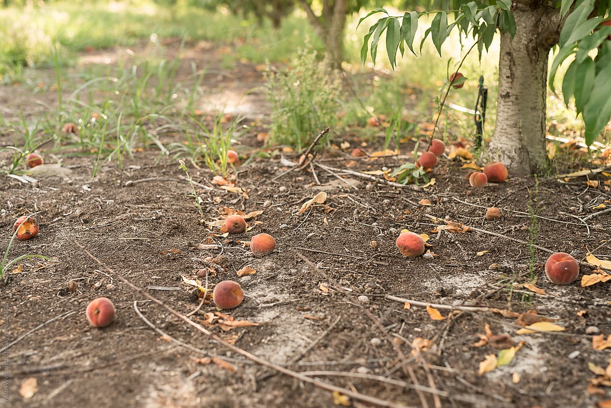 Peaches That Have Fallen From A Tree
