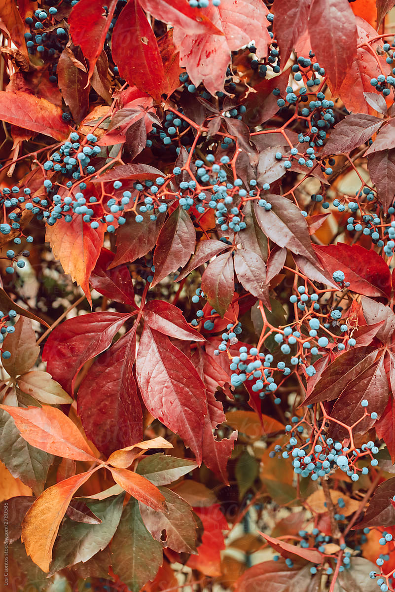 Lush wild grape vine with red leaves and blue berries