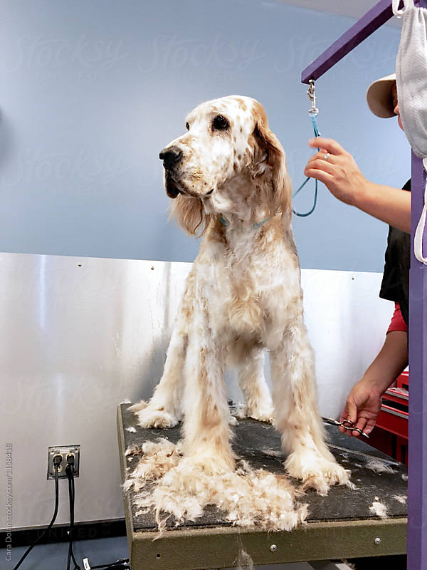 English setter on the grooming table