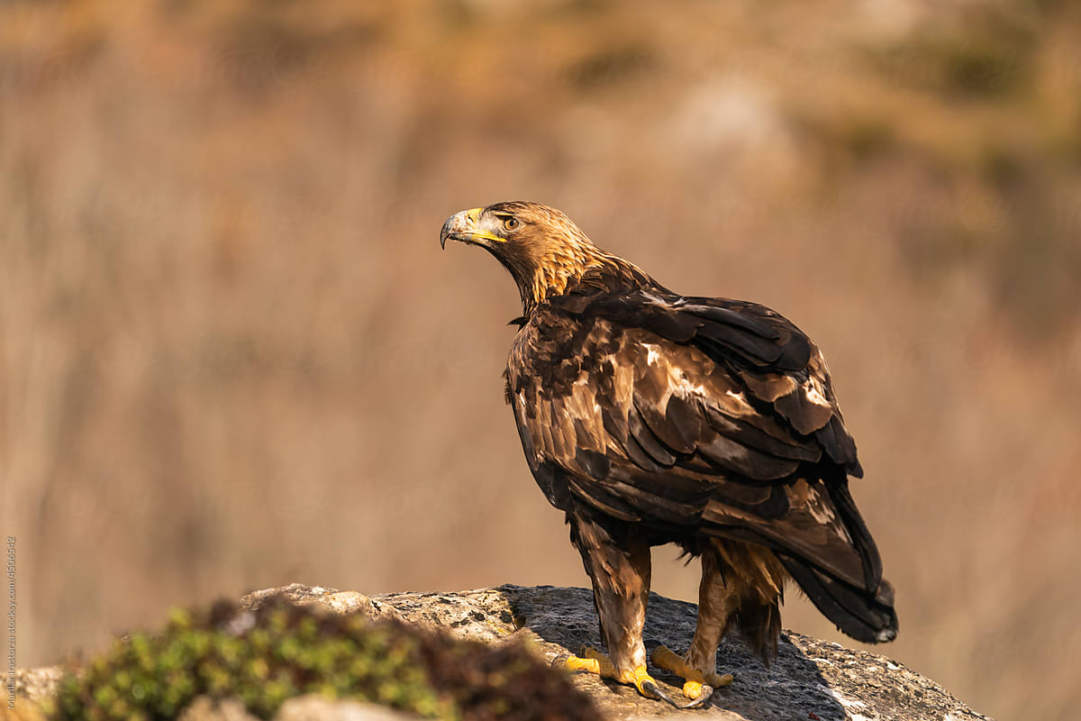 Golden Eagle Watches From A Mountain Cliff