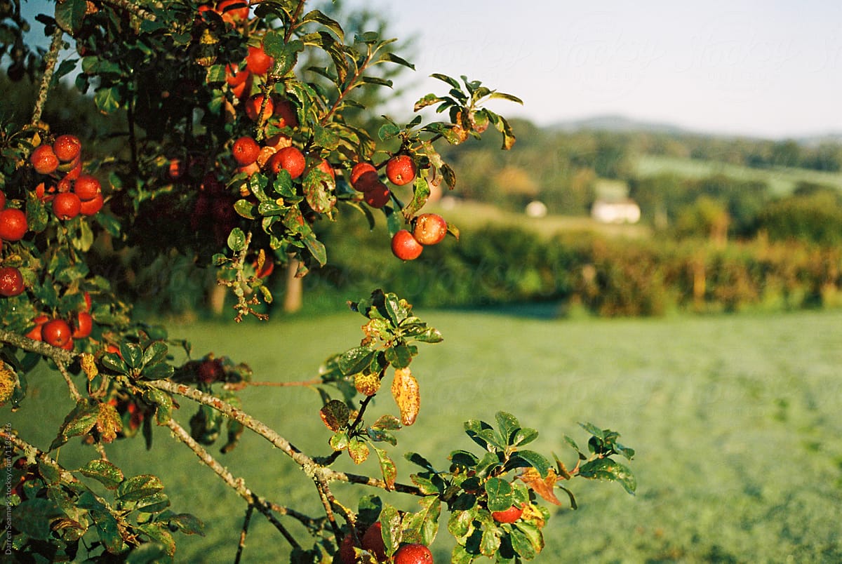 apple trees in autumn