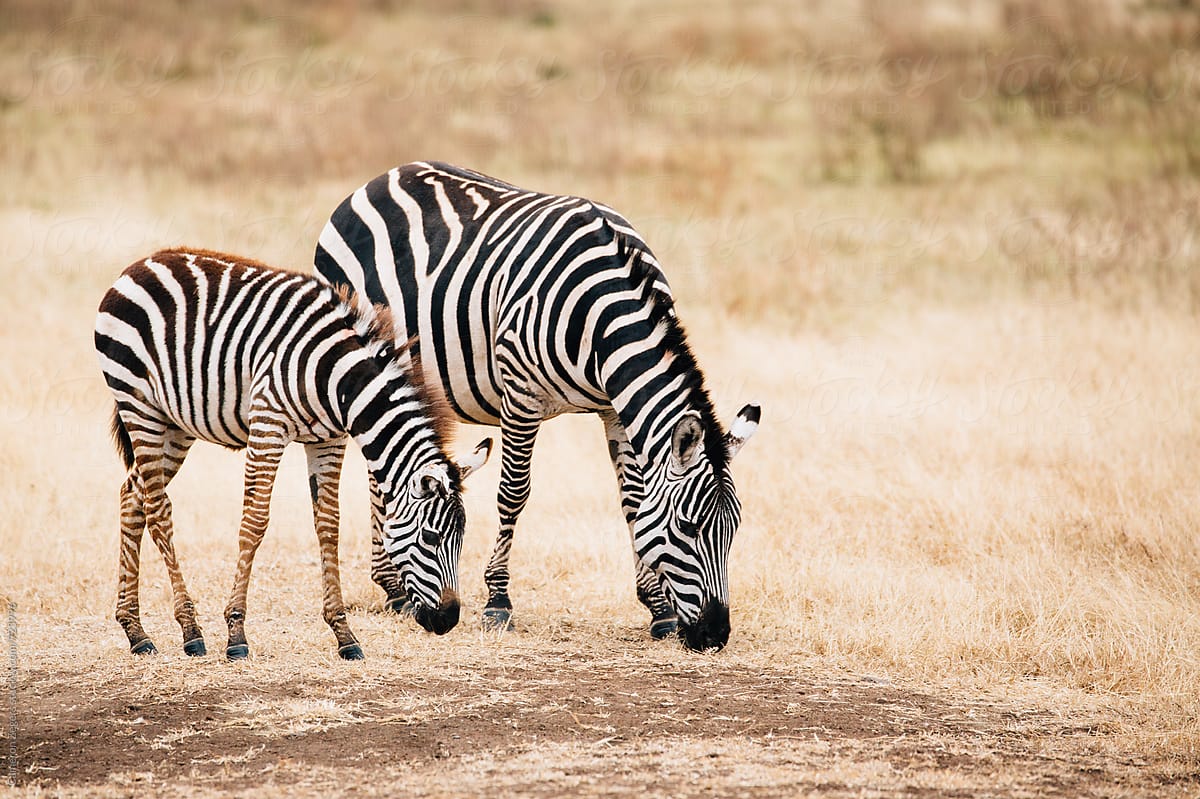 mother and baby zebra in Ngorongoro Crater Conservation Area, Tanzania