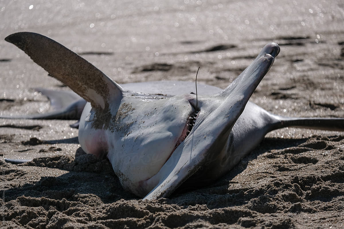 Dead Hammer head shark lying on the beach due to Shark Fishing