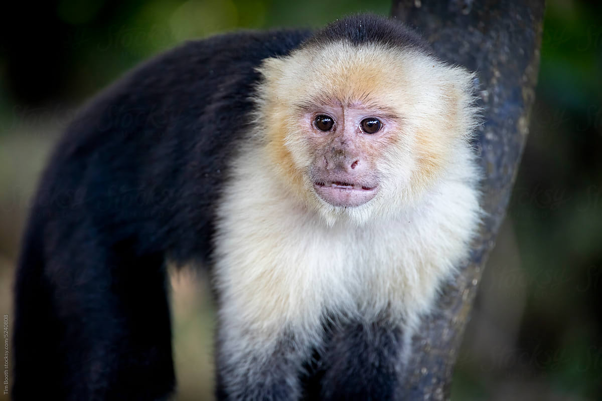 A Capuchin Monkey