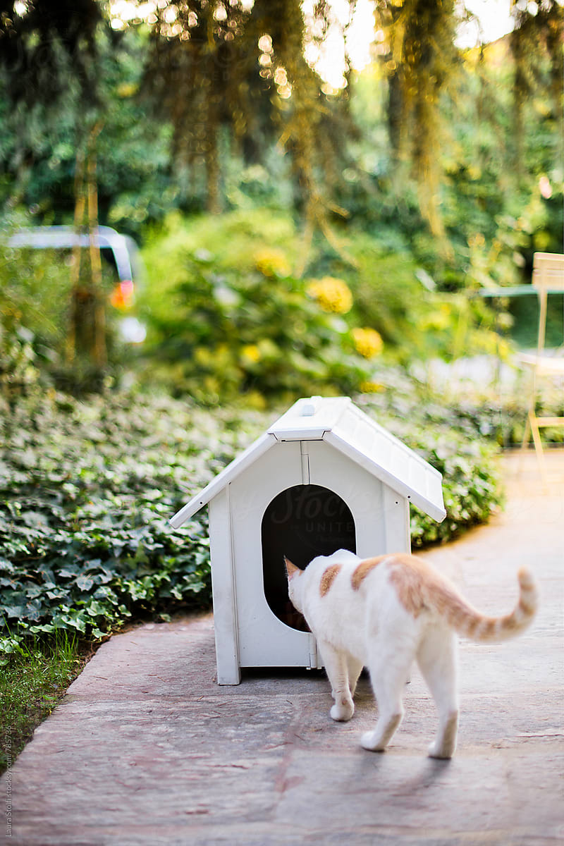 Is anybody home? Rear sight of cat peering inside dog kennel in garden