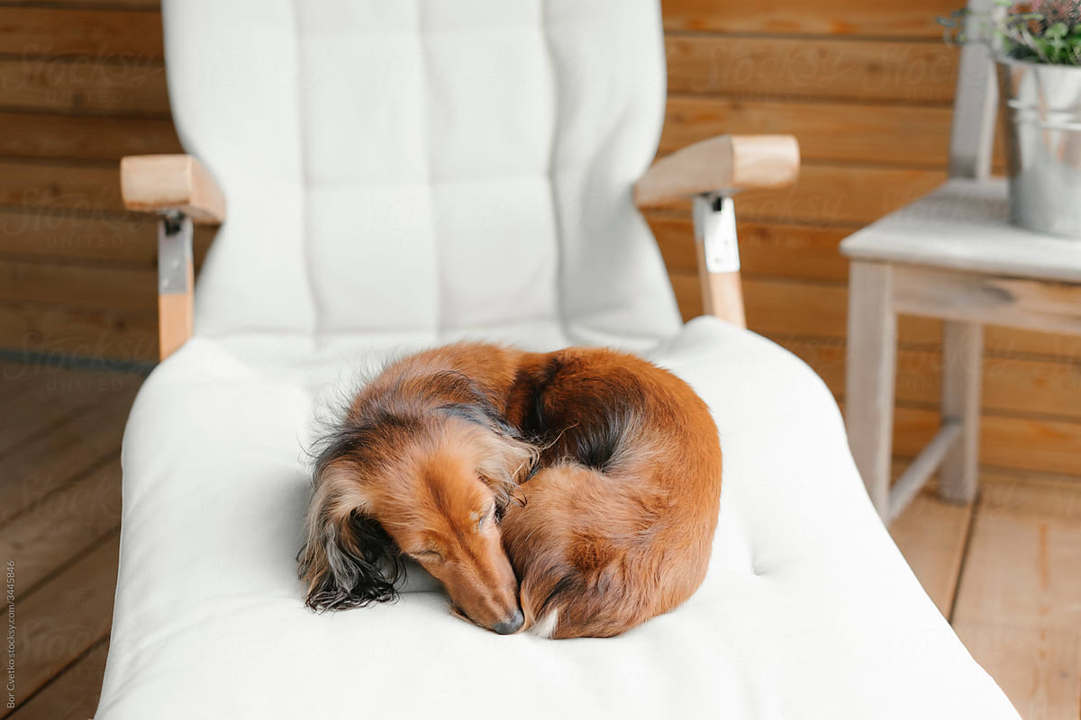 Dog sleeping on a deckchair