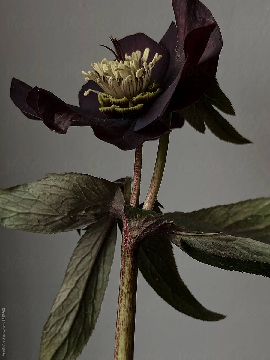 Closeup dark  flower on stem