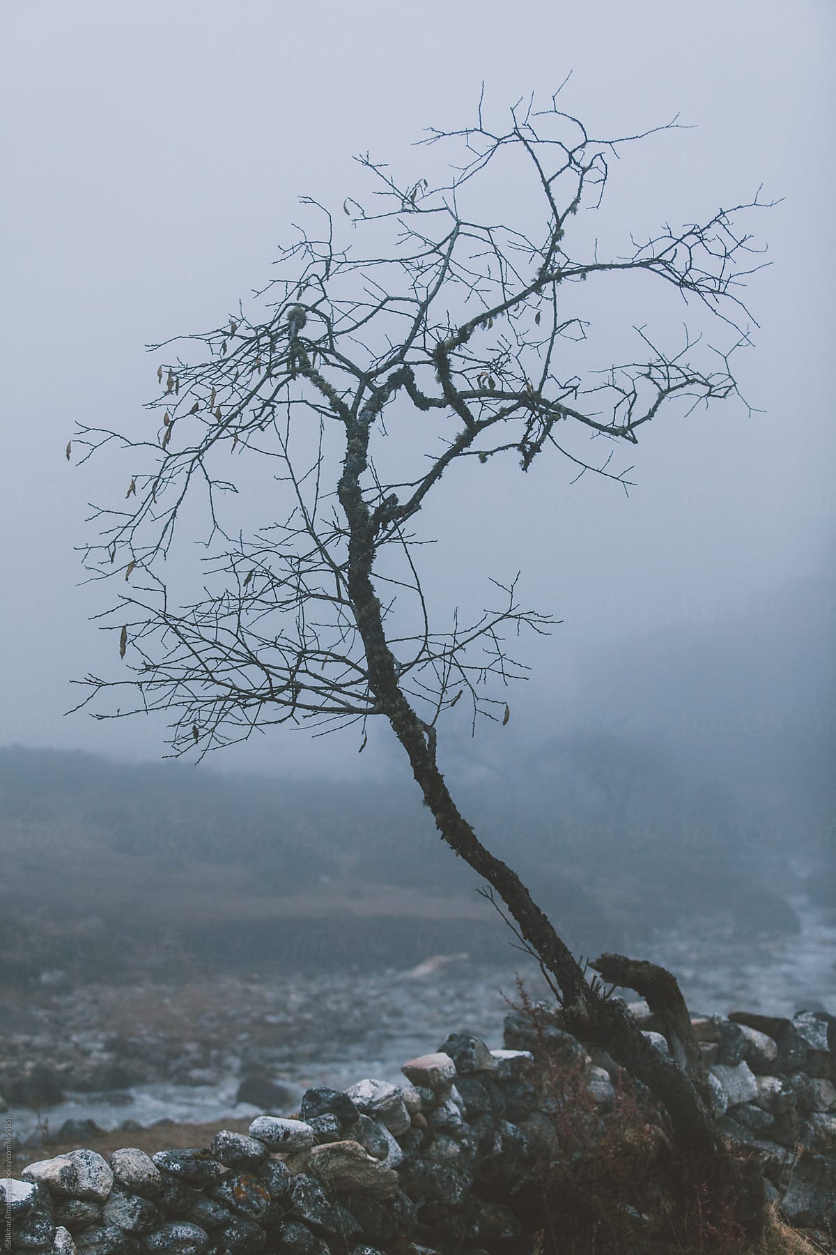 Dried tree with no leaves on a foggy morning.
