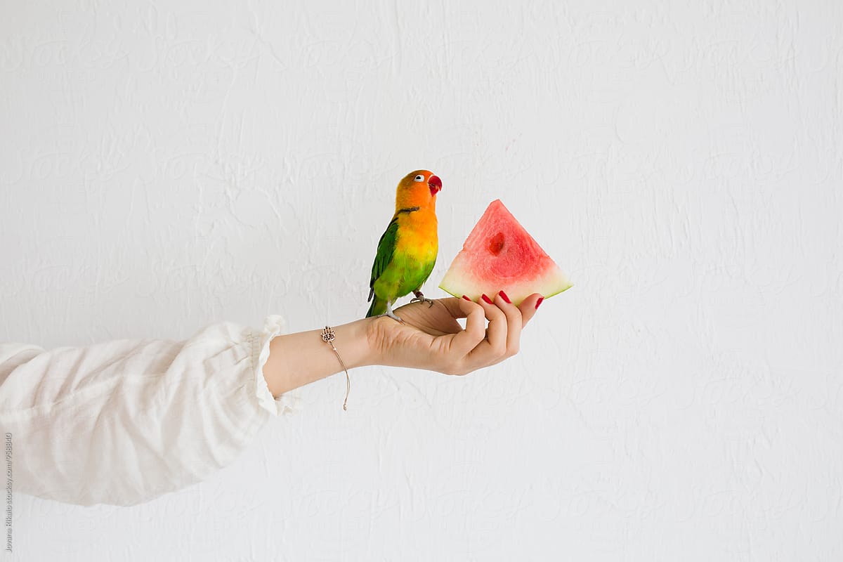 Parrot eating a watermelon while standing on girl\'s hand