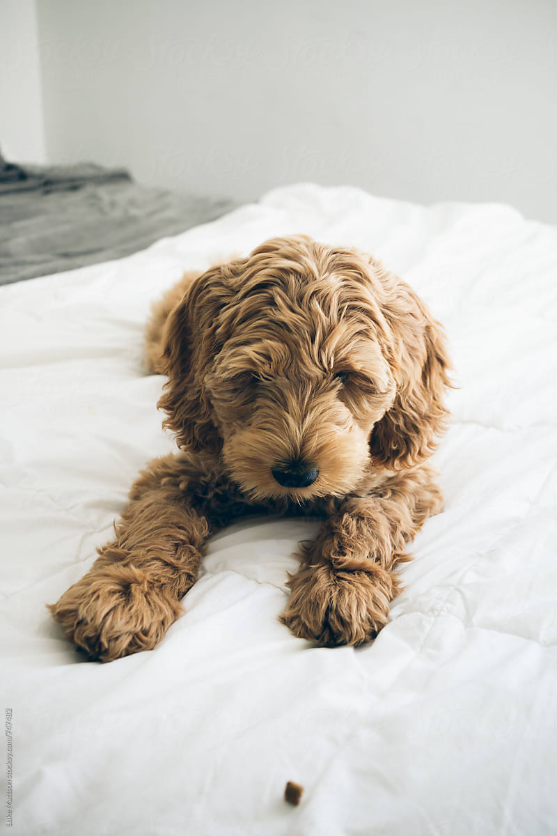 Labradoodle Puppy Lying On Bed Looking At Dog Treat