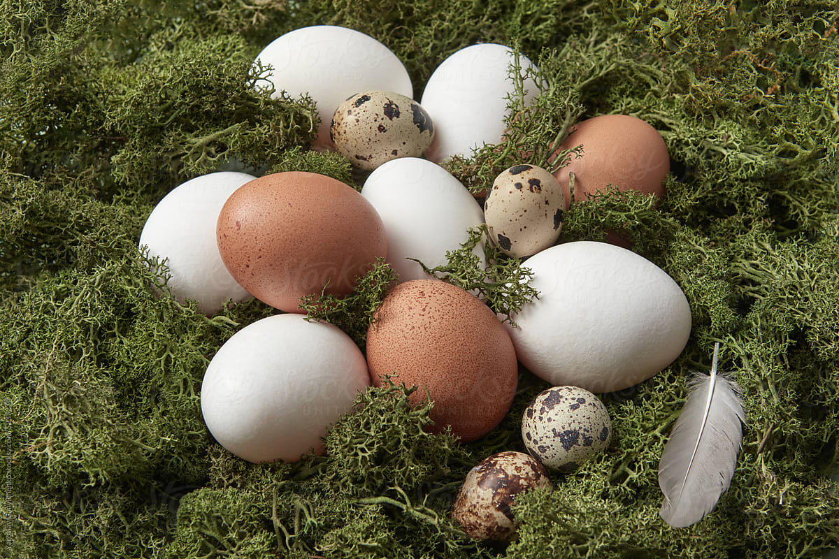 Fresh chicken and quail eggs in moss nest.