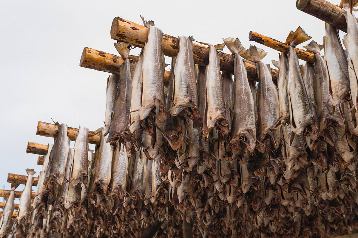 Fish drying in Norway