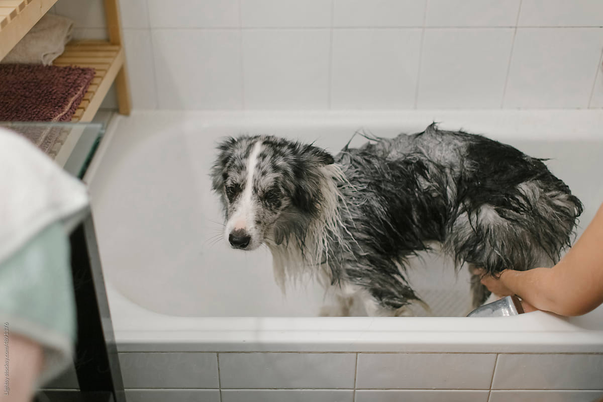 Woman removing the shampoo from the dog with water