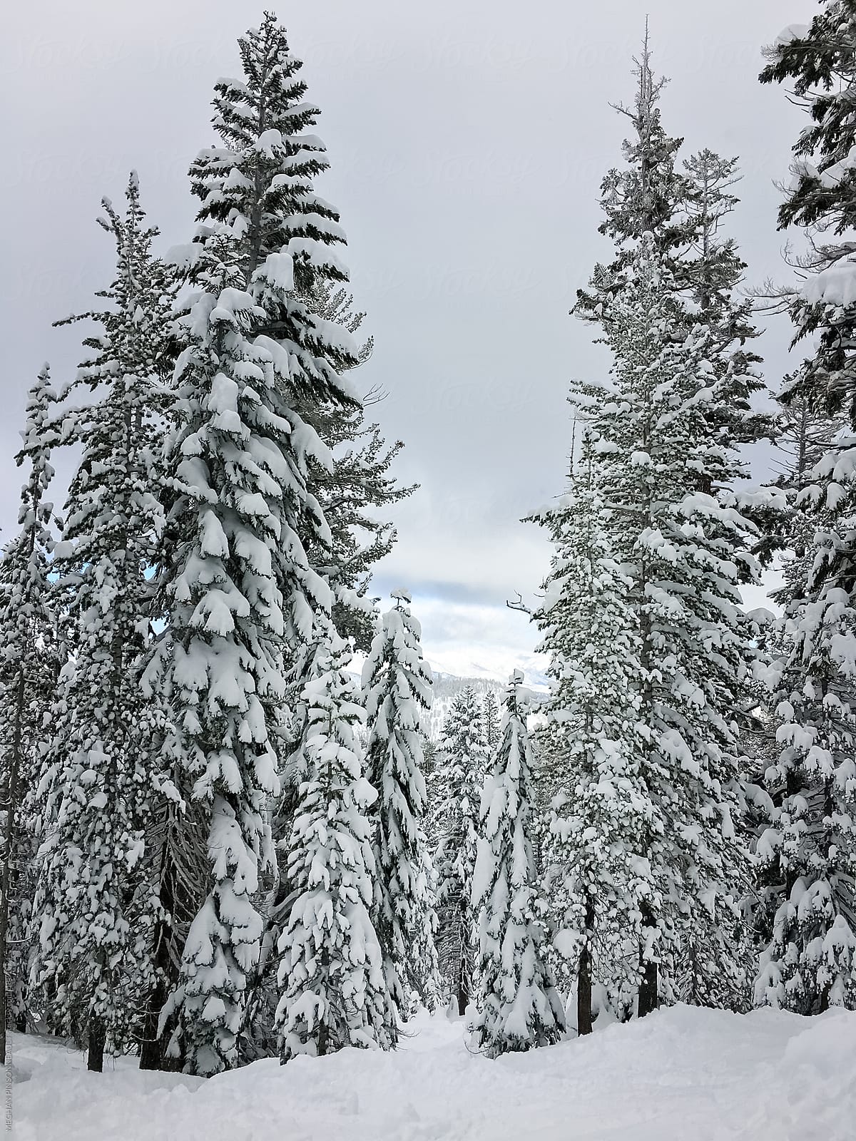 Fresh Powder and Snow Covered Trees