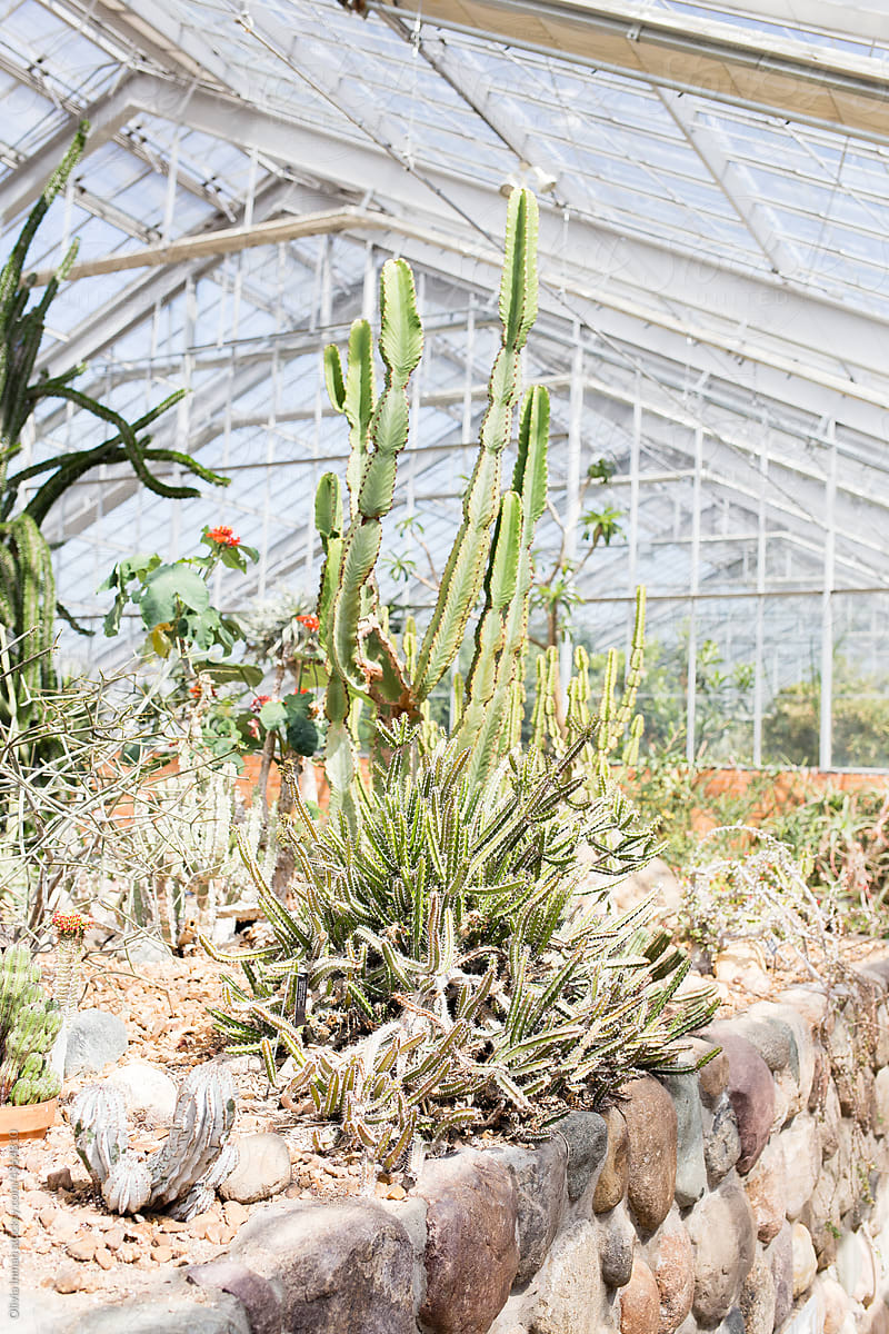 Indoor Cacti Bloom in a Glass Greenhouse