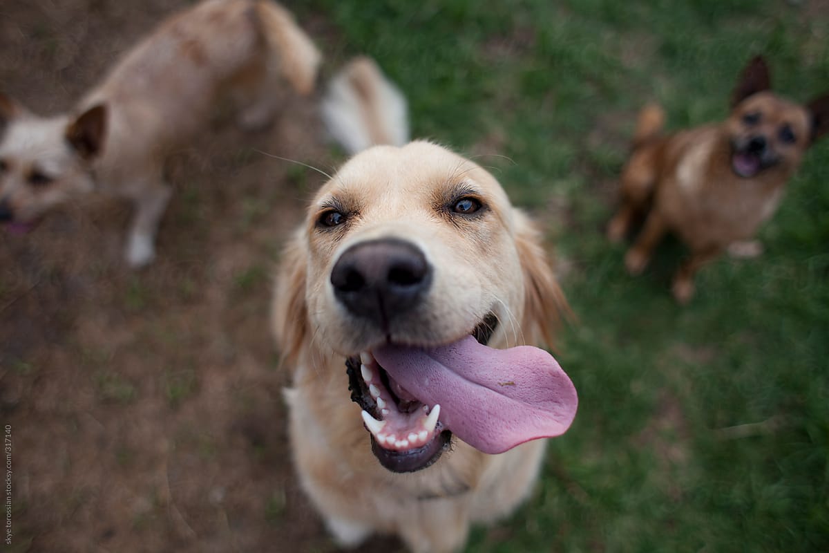 happy golden retriever dog