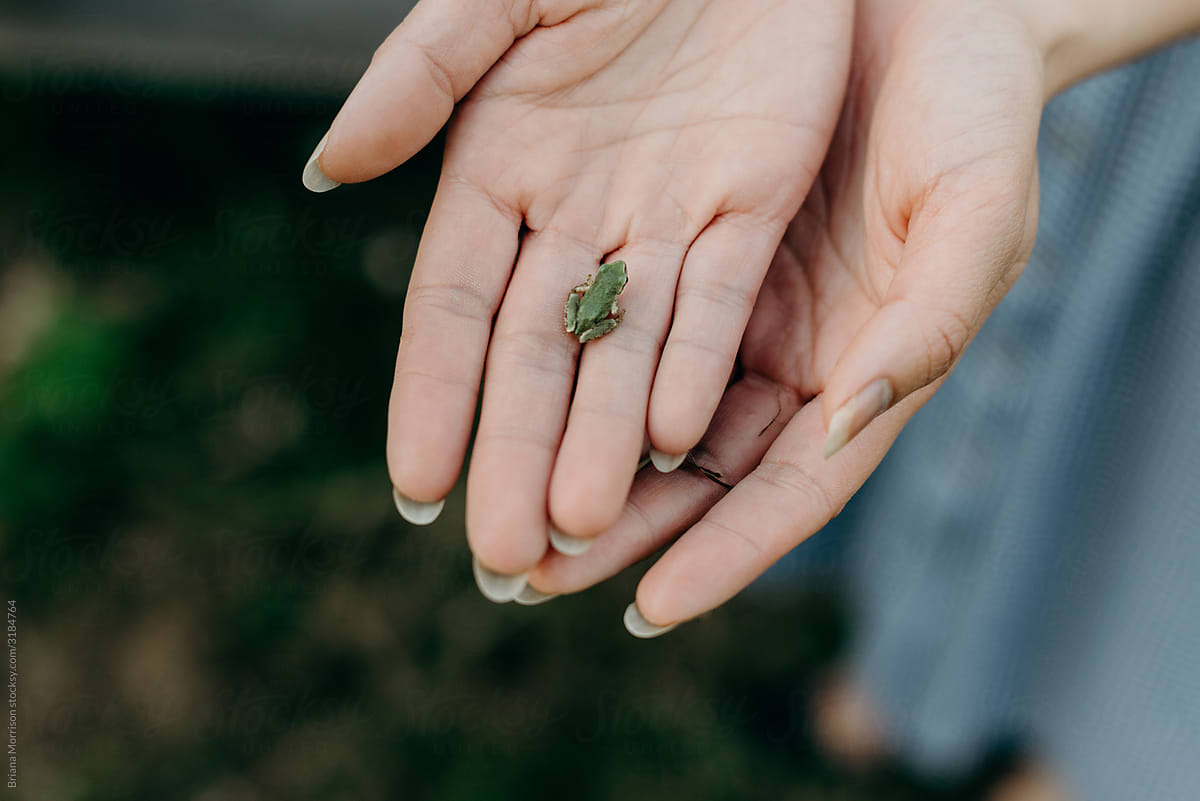 Small Tree Frog held in hands on a farm near Portland Oregon