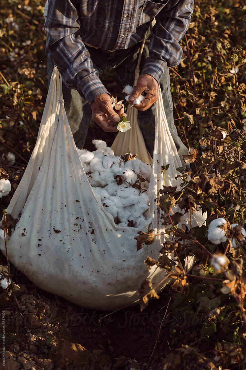 An elderly man picking cotton in a field
