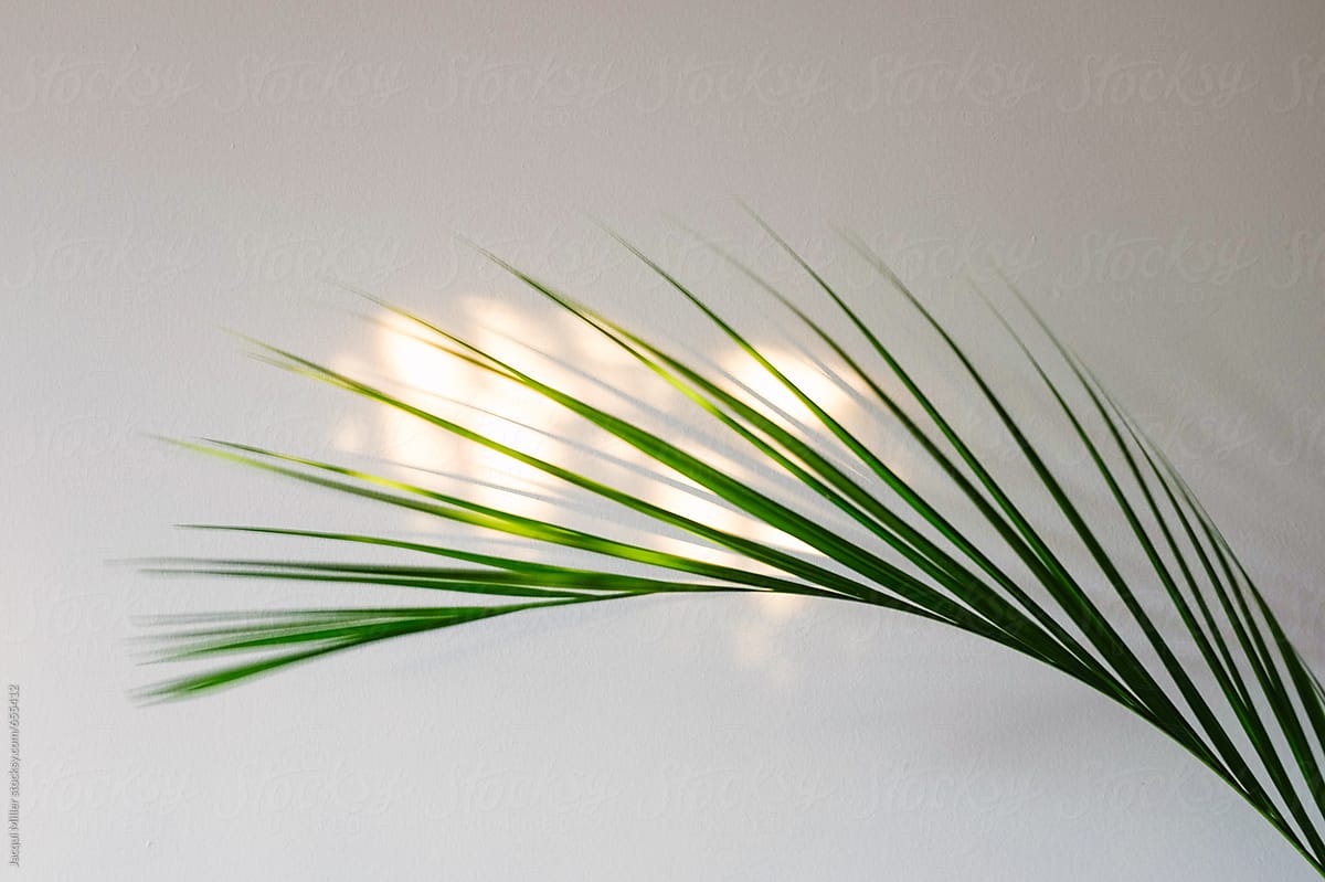 Palm frond against a white wall with late afternoon light